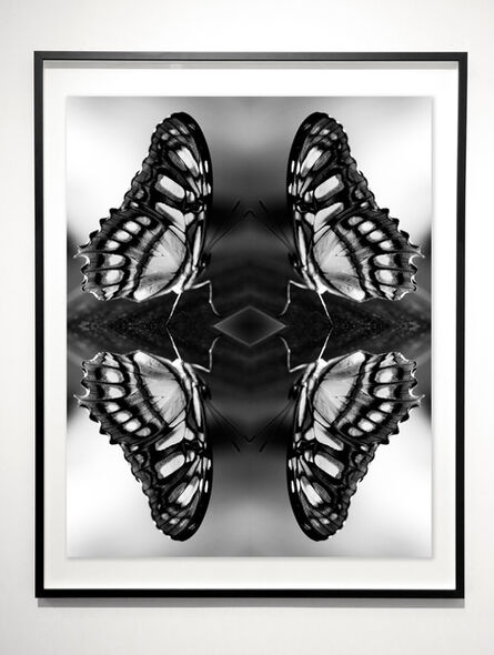 Indira Cesarine, ‘Papiliones No 5 ’, 2016