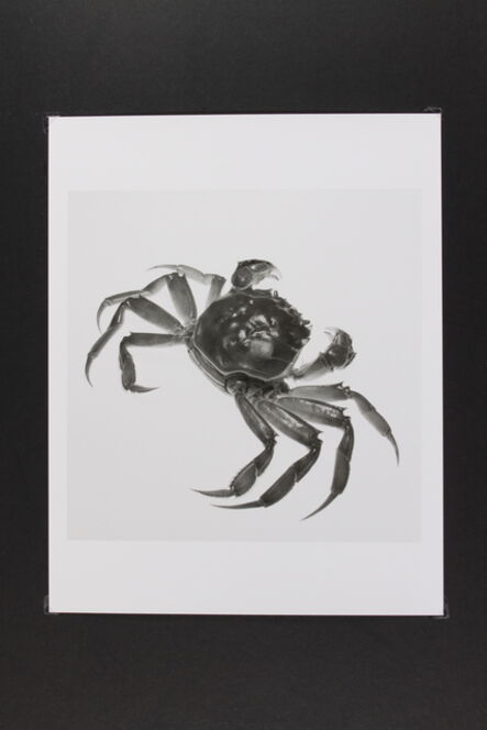 Phil-Hee Kong, ‘Crab’, 2014