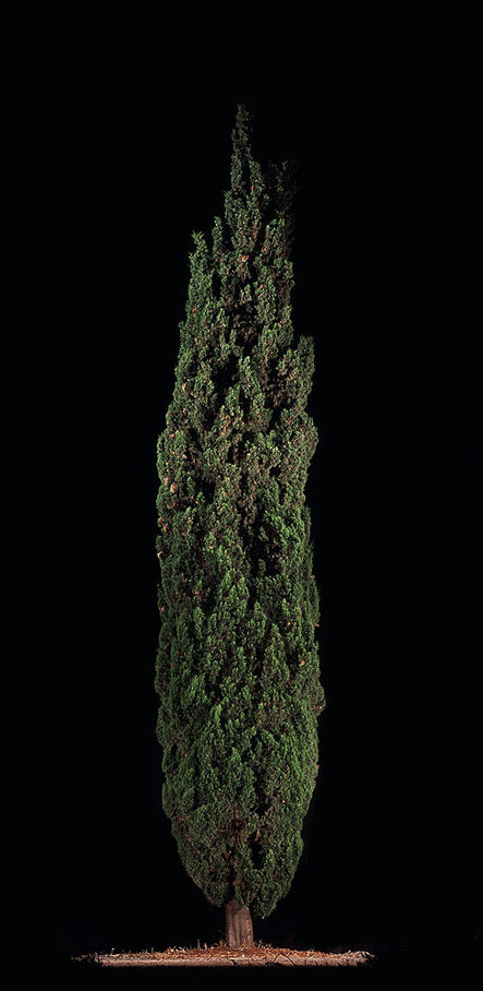 Tal Shochat, ‘Cypress #2’, 2011