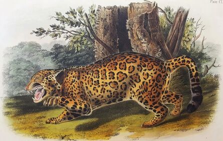 John James Audubon, ‘The Jaguar’, 1849-1854