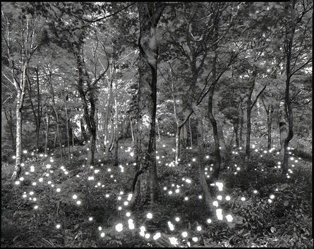 Tokihiro Sato, ‘Photo Respiration Trees Shirakami #10’, 2008
