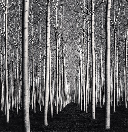 Michael Kenna, ‘Spring Poplar Trees, Pavia, Italy’, 2019