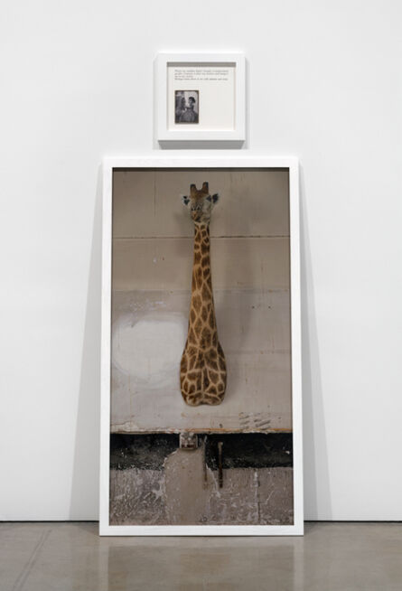 Sophie Calle, ‘Autobiographies (The Giraffe)’, 2012