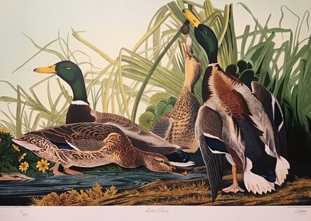 John James Audubon, ‘Mallard Ducks - Publisher's Proof  (Plate 221) Signed, Numbered ’, 1992