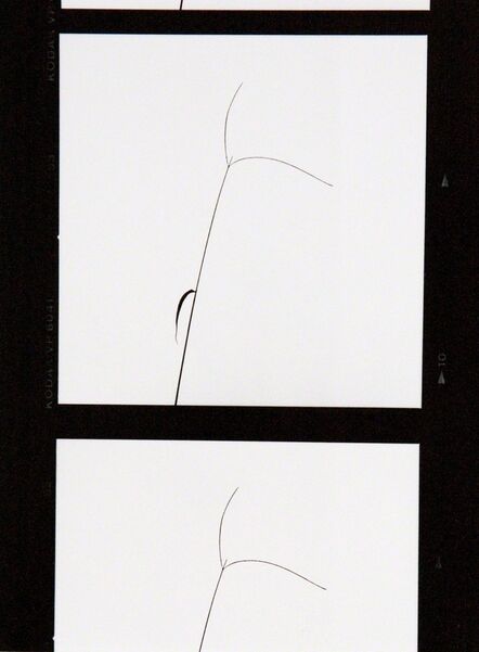 Yasuhiro Ishimoto, ‘Untitled’, 1980s-1990s