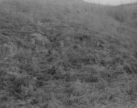 Frank Gohlke, ‘Young trees, killed by heat and downed by blast, 13 miles southeast of Mount St. Helens’, ca. 1981