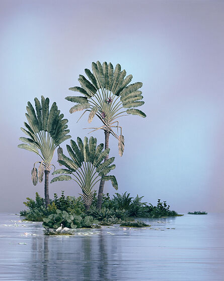 Didier Massard, ‘Traveler Palms’, 2014