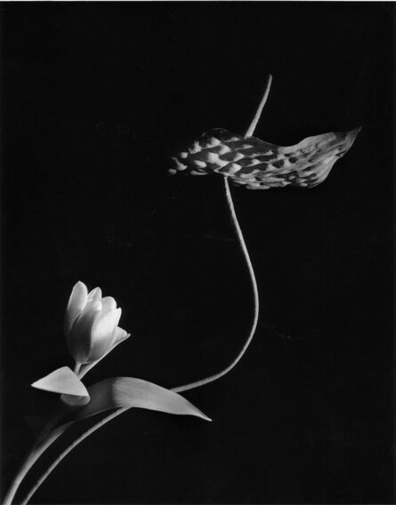 Horst P. Horst, ‘Tulip with Anthurium, Oyster Bay, New York’, 1989