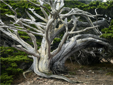 David Reinfeld, ‘Point Lobos 1’, 2012