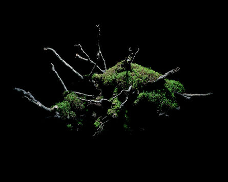 Neil Shirreff, ‘Fallen Tree, No.8’, 2009