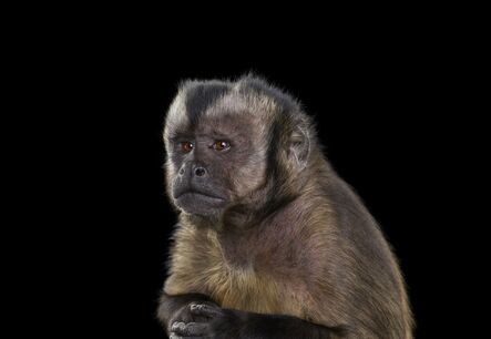 Brad Wilson, ‘Capuchin Monkey #5, Monterey, CA, ’, 2014