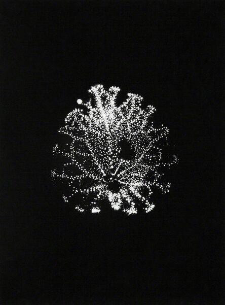 Wataru Yamamoto, ‘A Violet Leaf 1, from the series "Leaf of Electric Light"’, 2012