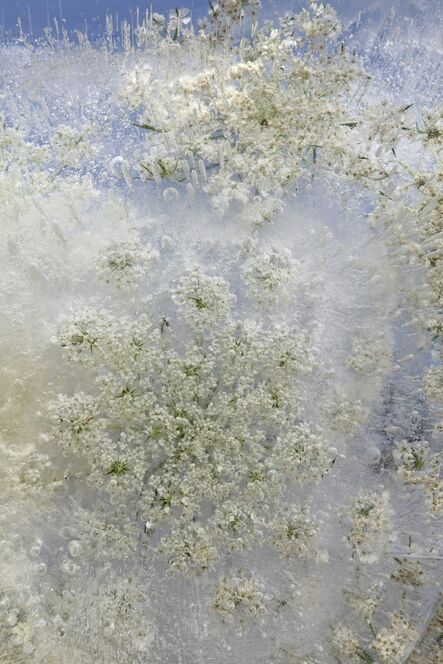 Mary Kocol, ‘Queen Anne's Lace Emerging’, 2011