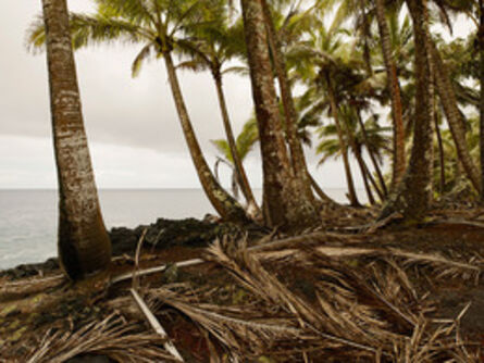 Josef Hoflehner, ‘Palms & Fronds, Hawaii’, 2008
