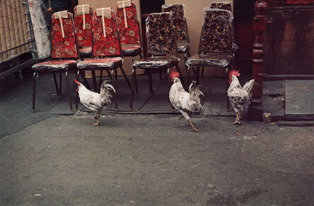 Helen Levitt, ‘Untitled (Three Rosters), New York City, New York’, 1971
