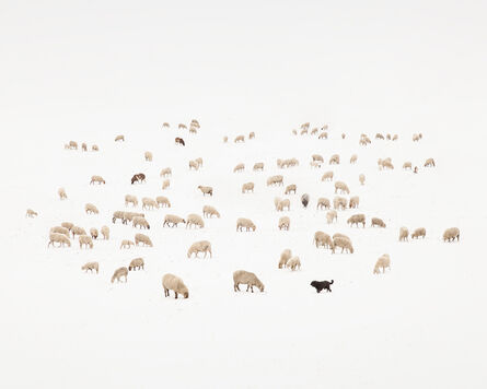 Uwe Langmann, ‘Counting Sheep’, 2019