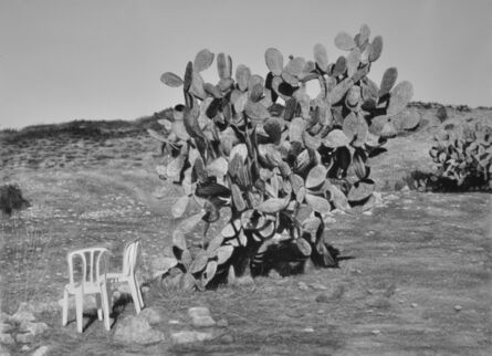 Samah Shihadi, ‘Cactus Harvest #3’, 2018