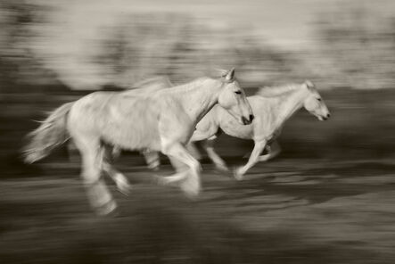 Sarah Corbin, ‘White Horse Blur’