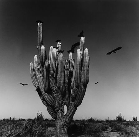 Graciela Iturbide, ‘Sahuaro, Desierto de Sonora, Mexico’, 1979