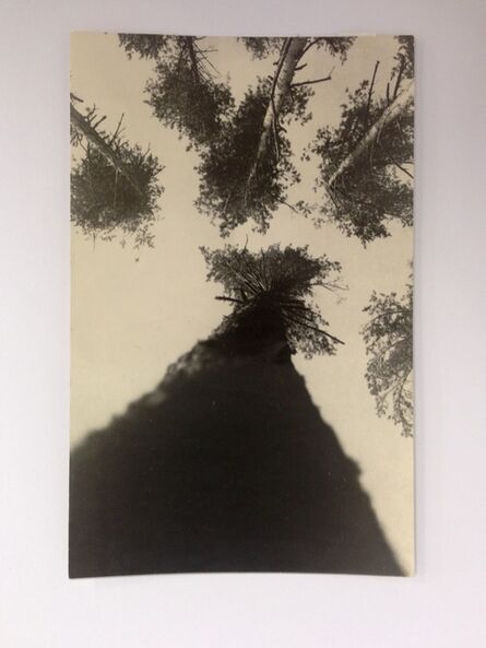 Alexander Rodchenko, ‘Pine trees’, 1927