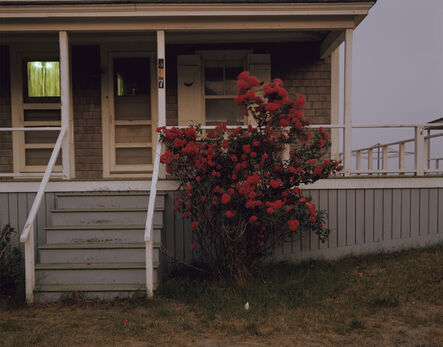 Joel Meyerowitz, ‘Roses, Provincetown, Massachusetts’, 1977
