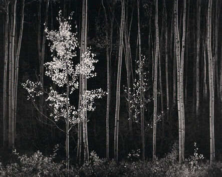 Ansel Adams, ‘Aspens, New Mexico (Horizontal)’, 1958