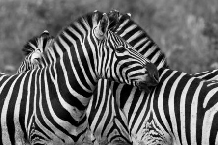 Araquém Alcântara, ‘Zebras, Tanzania, Africa (Black and White Photography)’, 2012