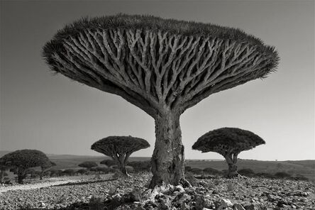 Beth Moon, ‘Shebehon Forest’, 2010