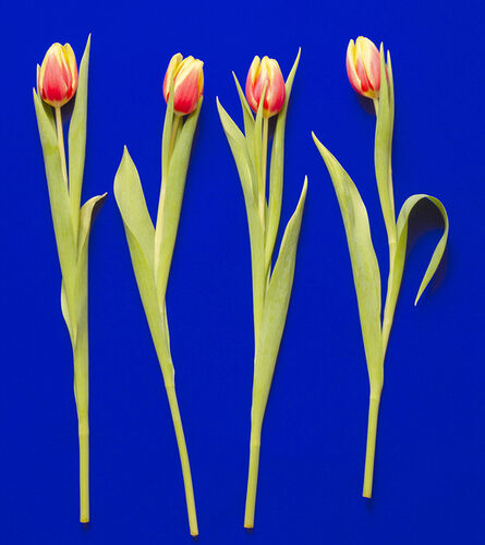 Peter Stridsberg, ‘Tulipa gesneriana, caeruleum’, 2021