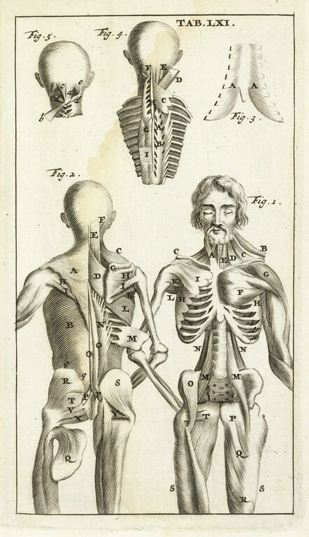 Steven Blankaart, ‘Tab. LXI’, 1695