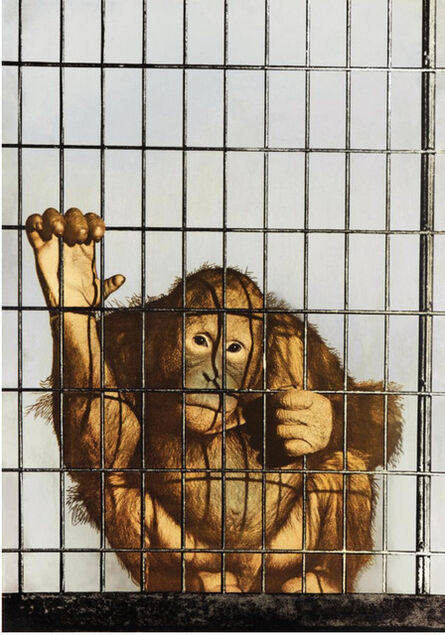 Michelangelo Pistoletto, ‘scimmia’, ca. 1971