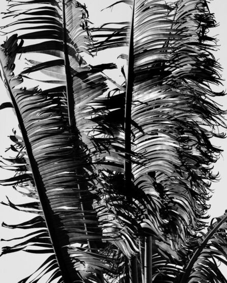 Matthew Porter, ‘Shredded Palms’, 2020