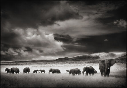 Nick Brandt, ‘Elephant Herd, Serengeti’, 2001