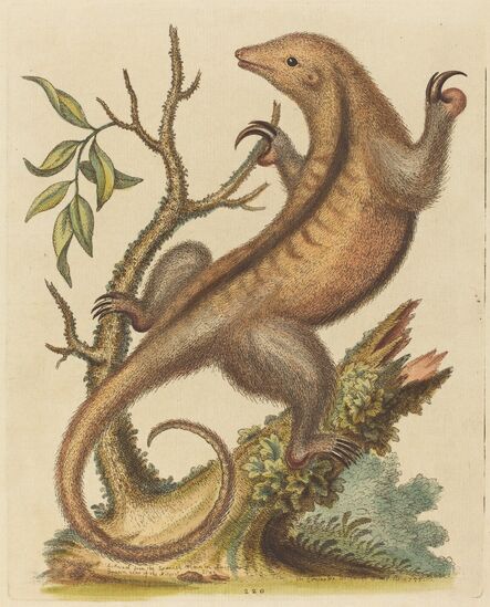 George Edwards, ‘Sloth’, 1755