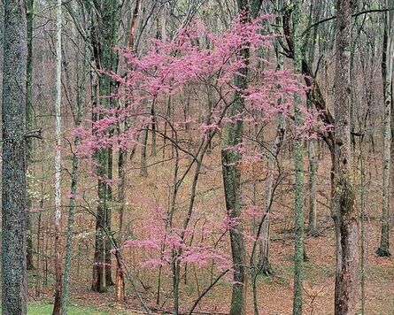 Christopher Burkett, ‘Flowering Redbud, Kentucky’, 19991
