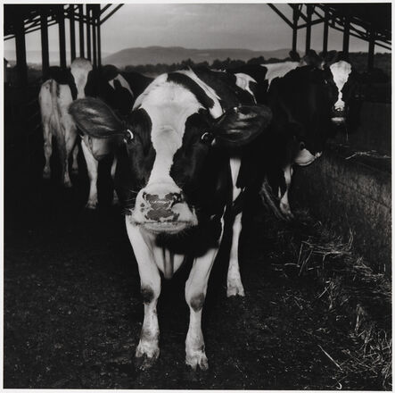 Peter Hujar, ‘Cow’, 1985