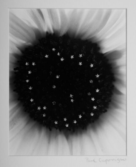 Paul Caponigro, ‘Sunflower Center’, 1982