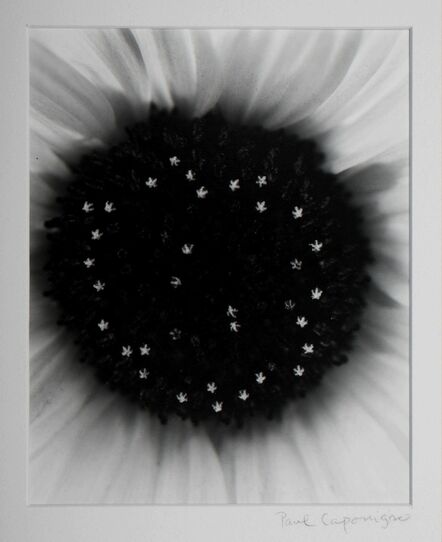 Paul Caponigro, ‘Sunflower Center’, 1982