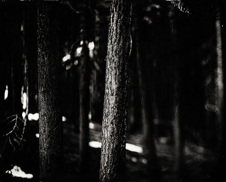 Ian Ruhter, ‘TAHOE TREES’, 2011