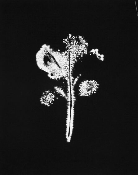 Wataru Yamamoto, ‘A Chrysanth Leaf 4, from the series "Leaf of Electric Light"’, 2012