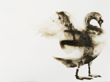 Alexis Rockman, ‘Mute Swan (Cygnus olor)’, 2014