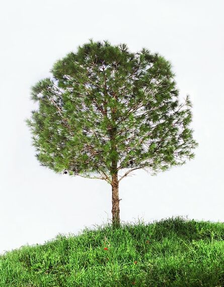 Tal Shochat, ‘Pine’, 2011