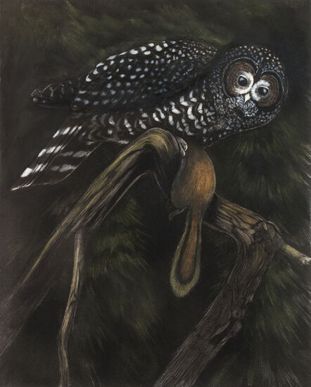 Tony Angell, ‘Capture Spotted Owl’, 2021