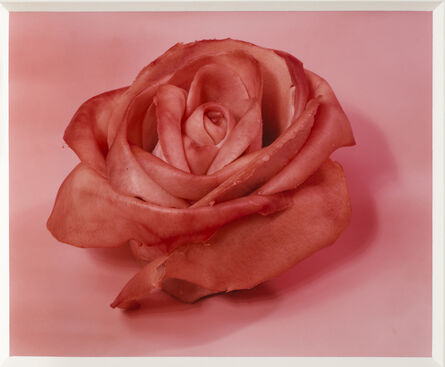 Sharon Core, ‘Single Rose’, 1997