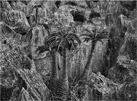 Sebastião Salgado, ‘Madagascar palm, Tsingy of Bemaraha National Park, Madagascar’, 2010