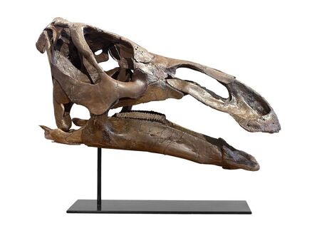 Natural History, ‘Edmontosaurus Skull’, Late Cretaceous (68-66 million years ago)