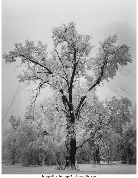 Ansel Adams, ‘Oak Tree, Snowstorm’, 1948
