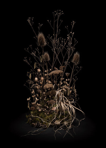 Jasper Goodall, ‘Dark Flora #8, Skeletons of the Summer’, 2021