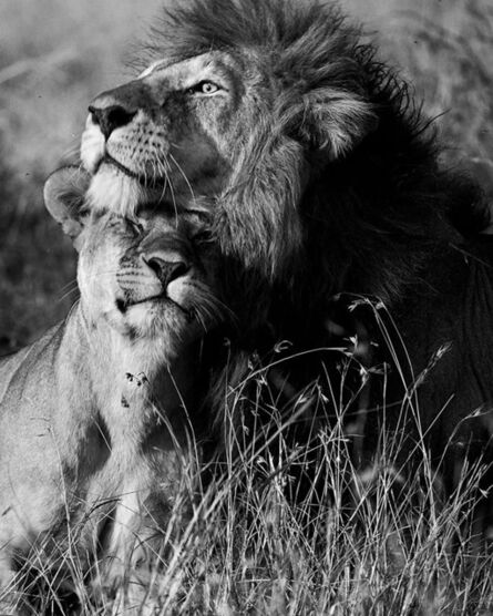 Araquém Alcântara, ‘Lion and Lioness, Tanzania, Africa (Black and White Photography)’, 2012