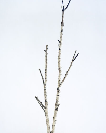 Juliane Eirich, ‘Birch Tree I’, 2014